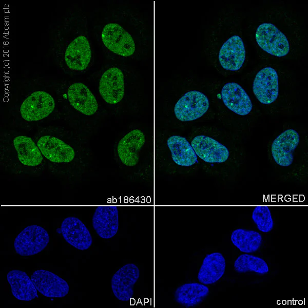Immunocytochemistry/ Immunofluorescence - Anti-Elav-type RNA-binding protein ETR3 antibody [EPR13374-2] (AB186430)