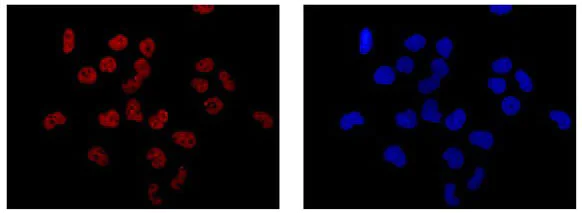 Immunocytochemistry/ Immunofluorescence - Anti-Elav-type RNA-binding protein ETR3 antibody [EPR13374-2] (AB186430)