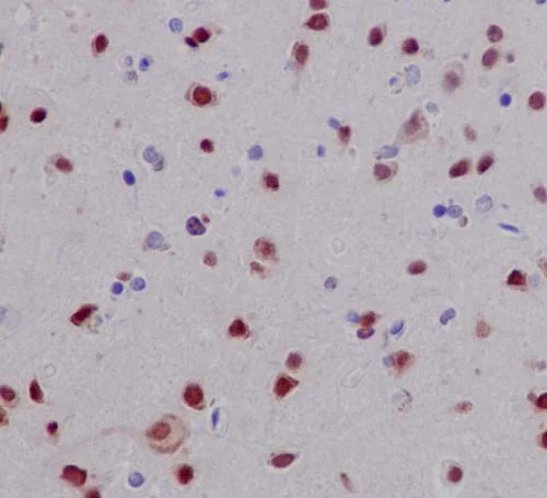 Immunohistochemistry (Formalin/PFA-fixed paraffin-embedded sections) - Anti-Elav-type RNA-binding protein ETR3 antibody [EPR13374-2] (AB186430)