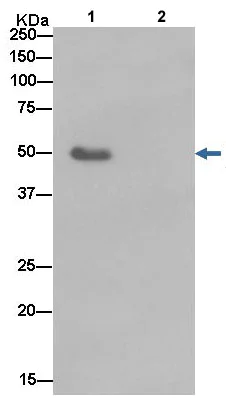 Immunoprecipitation - Anti-Elav-type RNA-binding protein ETR3 antibody [EPR13374-2] (AB186430)