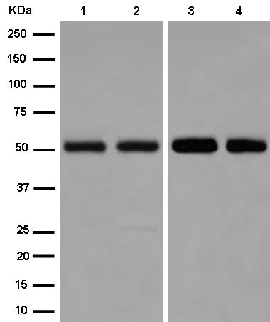 Western blot - Anti-Elav-type RNA-binding protein ETR3 antibody [EPR13374-2] (AB186430)