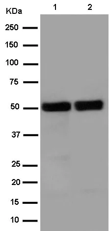 Western blot - Anti-Elav-type RNA-binding protein ETR3 antibody [EPR13374-2] (AB186430)