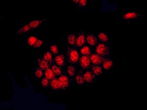 Immunocytochemistry/ Immunofluorescence - Anti-Elav-type RNA-binding protein ETR3 antibody [EPR13374] (AB179447), expandable thumbnail