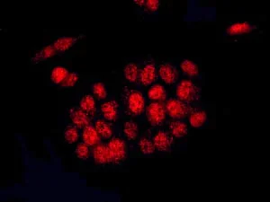 Immunocytochemistry/ Immunofluorescence - Anti-Elav-type RNA-binding protein ETR3 antibody [EPR13374] - BSA and Azide free (AB250091)