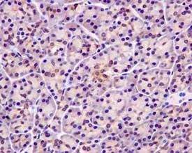 Immunohistochemistry (Formalin/PFA-fixed paraffin-embedded sections) - Anti-Elav-type RNA-binding protein ETR3 antibody [EPR13374] - BSA and Azide free (AB250091)