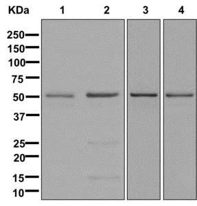 Western blot - Anti-Elav-type RNA-binding protein ETR3 antibody [EPR13374] - BSA and Azide free (AB250091)