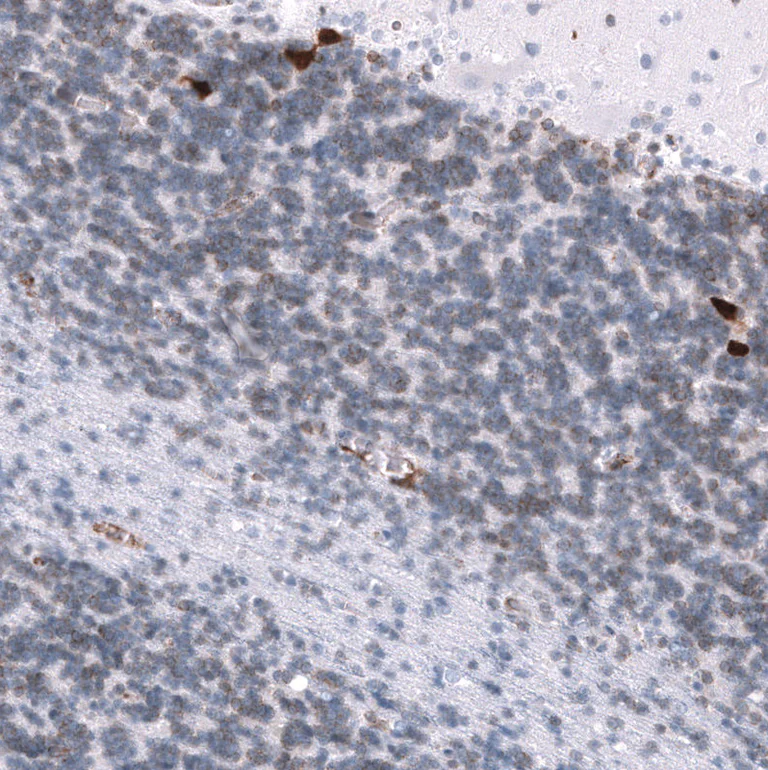 Immunohistochemistry (Formalin/PFA-fixed paraffin-embedded sections) - Anti-ELAVL2 Antibody [CL15323] (AB327161)