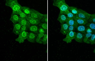 Immunocytochemistry/ Immunofluorescence - Anti-ELAVL2 antibody [HL1978] (AB308577)