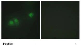 Immunocytochemistry/ Immunofluorescence - Anti-ELAVL2 + ELAVL4 antibody (AB72603)