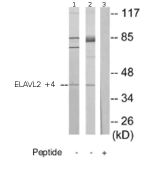 Western blot - Anti-ELAVL2 + ELAVL4 antibody (AB72603)