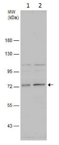 Western blot - Anti-ELF1 antibody (AB229563)