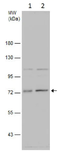 Western blot - Anti-ELF1 antibody (AB229563)