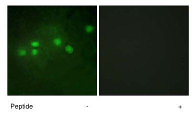 Immunocytochemistry/ Immunofluorescence - Anti-ELF1 antibody (AB64937)