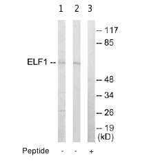 Western blot - Anti-ELF1 antibody (AB64937)