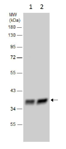 Western blot - Anti-elF2 alpha (phospho S52) antibody - N-terminal (AB227593)