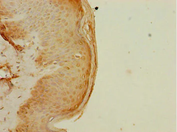 Immunohistochemistry (Formalin/PFA-fixed paraffin-embedded sections) - Anti-ELF2/NERF antibody (AB225958)