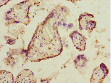 Immunohistochemistry (Formalin/PFA-fixed paraffin-embedded sections) - Anti-ELF2/NERF antibody (AB225958)