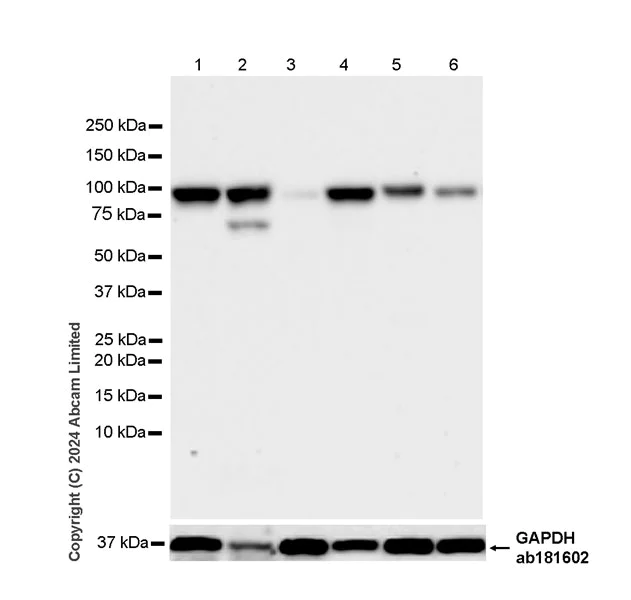 Western blot - Anti-Elf4/MEF antibody [EPR28387-43] - BSA and Azide free (AB324781)