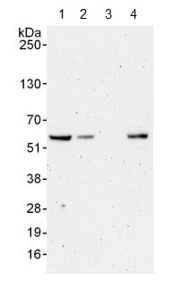 Western blot - Anti-ELK1 antibody (AB125085)