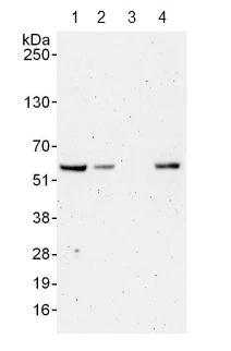 Western blot - Anti-ELK1 antibody (AB125085)
