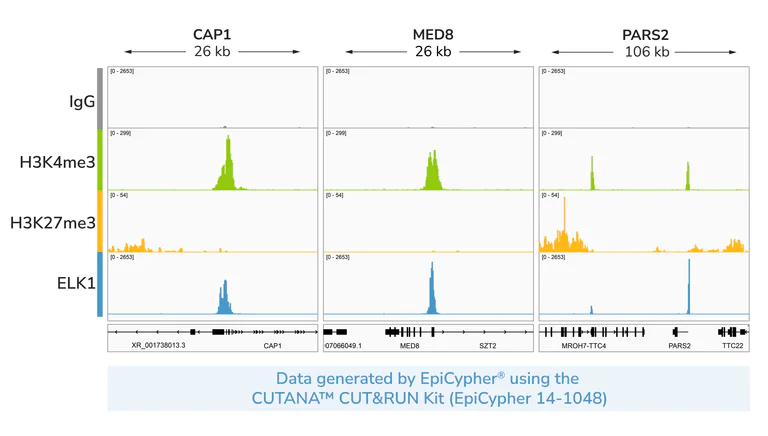 ChIC/CUT&RUN sequencing - Anti-ELK1 antibody [E277] (AB32106)