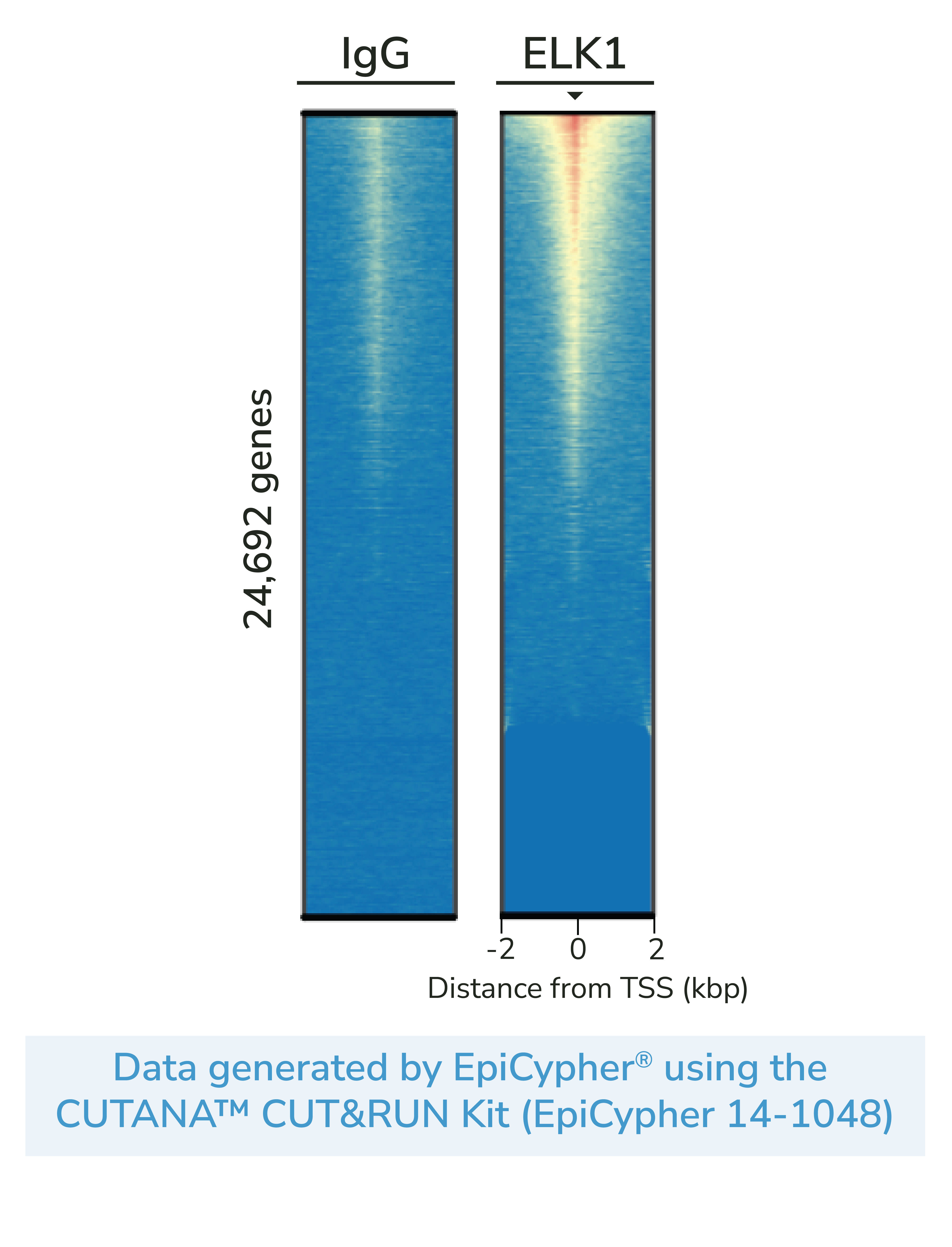 ChIC/CUT&RUN sequencing - Anti-ELK1 antibody [E277] (AB32106)