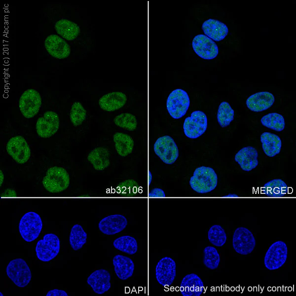 Immunocytochemistry/ Immunofluorescence - Anti-ELK1 antibody [E277] (AB32106)