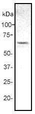 Western blot - Anti-ELK1 antibody [E277] (AB32106)