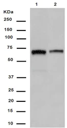 Western blot - Anti-ELK1 antibody [EPR1913(2)] (AB188316)