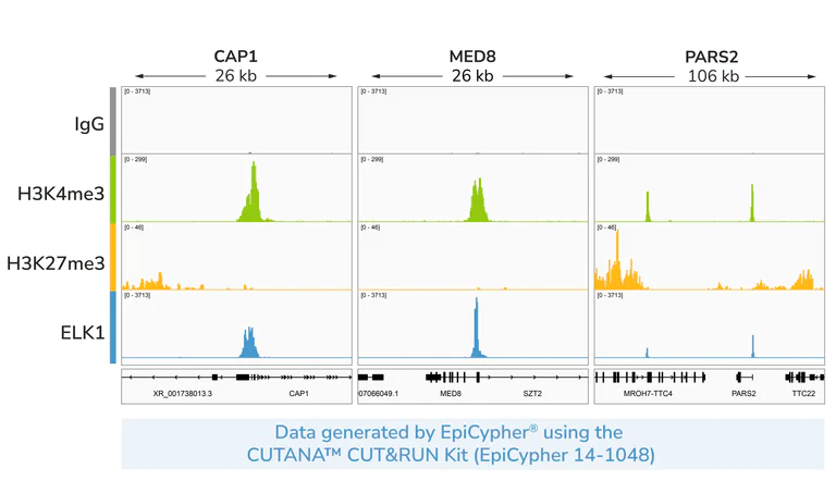 ChIC/CUT&RUN sequencing - Anti-ELK1 antibody [EPR1913(2)] - BSA and Azide free (AB250948)