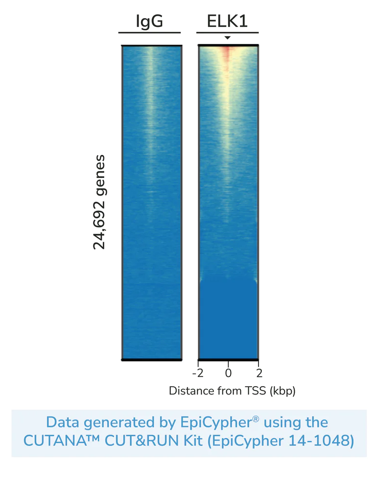 ChIC/CUT&RUN sequencing - Anti-ELK1 antibody [EPR1913(2)] - BSA and Azide free (AB250948)