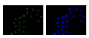 Immunocytochemistry/ Immunofluorescence - Anti-ELK1 antibody [EPR1913(2)] - BSA and Azide free (AB250948), expandable thumbnail