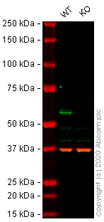 Western blot - Anti-ELK1 antibody [EPR1913(2)] - BSA and Azide free (AB250948)