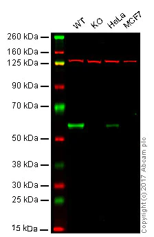 Western blot - Anti-ELK1 antibody [EPR1913(2)] - BSA and Azide free (AB250948)