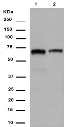 Western blot - Anti-ELK1 antibody [EPR1913(2)] - BSA and Azide free (AB250948), expandable thumbnail