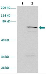 Western blot - Anti-ELK4 antibody (AB86002), expandable thumbnail