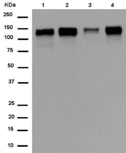 Western blot - Anti-ELKS antibody [EPR13777] - BSA and Azide free (AB250209)