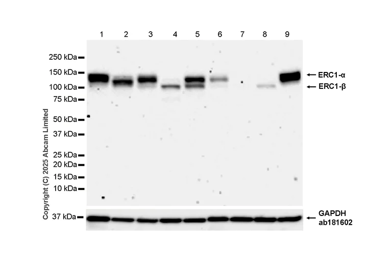 Western blot - Anti-ELKS antibody [EPR13777] - BSA and Azide free (AB250209)