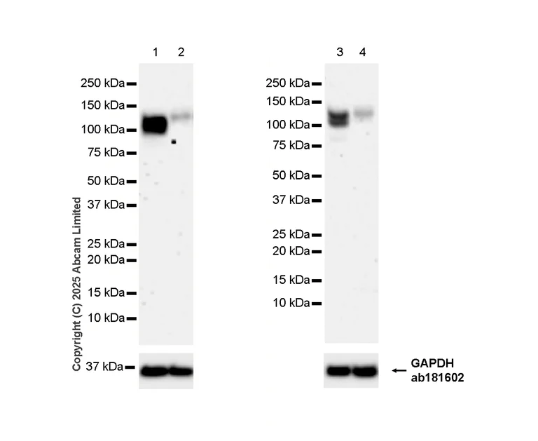 Western blot - Anti-ELKS antibody [EPR13777] - BSA and Azide free (AB250209)