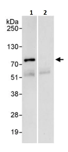 Immunoprecipitation - Anti-ELL antibody (AB245592)