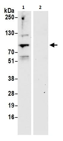 Immunoprecipitation - Anti-ELL antibody (AB264218)