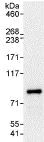 Immunoprecipitation - Anti-ELL2 antibody (AB115027)