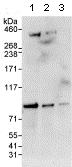 Western blot - Anti-ELL2 antibody (AB115027)