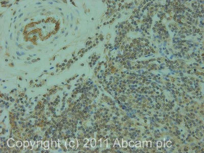 Immunohistochemistry (Formalin/PFA-fixed paraffin-embedded sections) - Anti-ELMO1 antibody (AB2239)