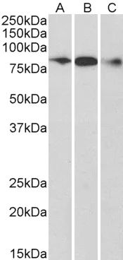 Western blot - Anti-ELMO1 antibody (AB2239)