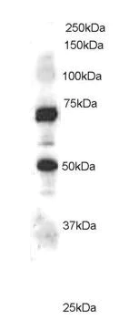 Western blot - Anti-ELMO1 antibody (AB2239)