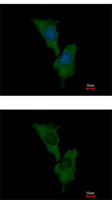 Immunocytochemistry/ Immunofluorescence - Anti-ELMO1 antibody - C-terminal (AB155775), expandable thumbnail