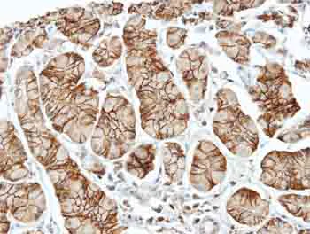 Immunohistochemistry (Formalin/PFA-fixed paraffin-embedded sections) - Anti-ELMO1 antibody - C-terminal (AB155775)