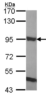 Western blot - Anti-ELMO1 antibody - C-terminal (AB155775)