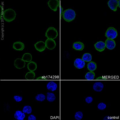 Immunocytochemistry/ Immunofluorescence - Anti-ELMO1 antibody [EPR12919] (AB174298)